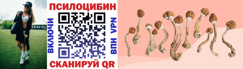 купить наркотик  Ессентукская  ссылка на мегу как зайти  Галлюциногенные грибы Psilocybine cubensis 
